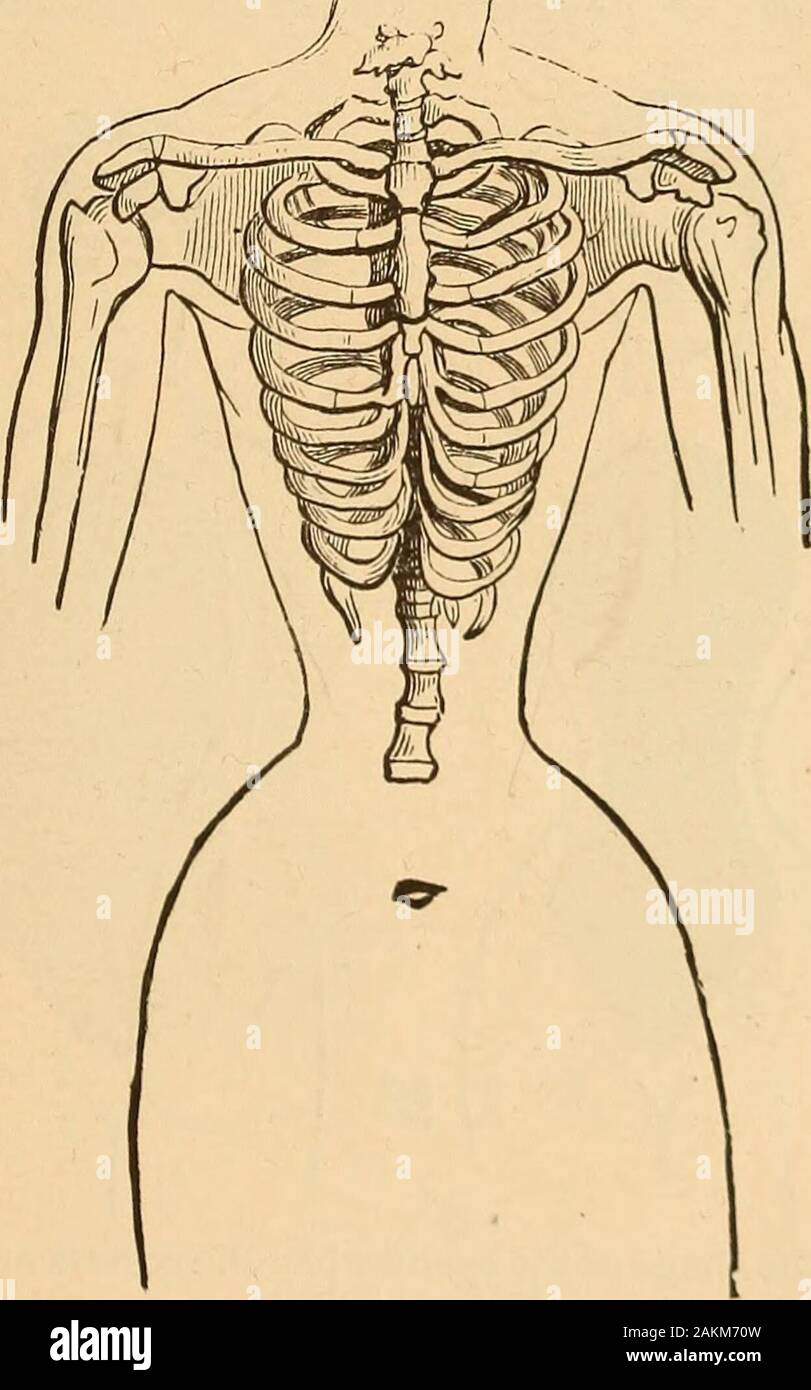 Le bien-habillé femme : une étude à l'application pratique d'habiller des  lois de la santé, de l'art, et de la morale . Fig. 3.-vue antérieure du  thorax dans la forme naturelle. Le