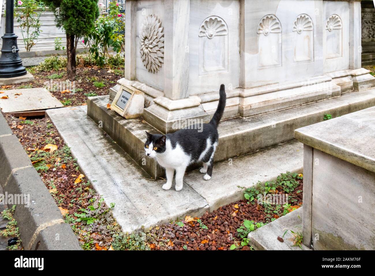 Un chat noir et blanc se dresse sur la tombe du Sultan médiévale Sadi Pasa's tombe dans la cour intérieure historique de l'Ahmet Tevfik Pacha tombe. Banque D'Images