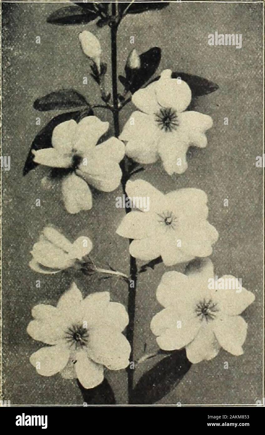 Farquhar's garden : annuel 1918 . Gardenia Veitchii. LASIANDRA macrantha. (Pleroma.) greenhouseshrub très efficace avec de grandes fleurs mauve-violet profond. 25 cts. et 50cts. chaque. MARANTA. Hot-décoratifs plantes maison richnessand remarquable pour la beauté de leur feuillage panaché. Goveniana. Kumnerlana. Sanderi. Insignis. Makoyana. Vittata. Kerchoveana. Rosea lineata. Chacune des variétés ci-dessus, 35 cts. Chaque ; $3.50 par douz. LargerPlants, 50 cts. Chaque ; $5.00 par douz. MYRTUS communis. (Vrai myrte.) fleurs odorantes et loliage.Strong plantes, 75 cts. chaque. L'OLEA fragrans. (Sweet Olive.) Un amour Banque D'Images