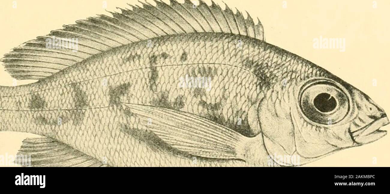 Le Tanganyika problème ; un compte de les recherches menées sur l'existence d'animaux marins en Afrique centrale . -V-,,,v, {^ . •Ectodus melanogenys. Voir p. 188. .-. Le tilapia grandoculis. Voir p. 206. i94 LE TANGANYIKA PROBLÈME. 61. Telematochromis. vittatus-Blgr. 1898. (Fig. p. 187. Au milieu.) 12 à 16 dents coniques élargie, de Brown, dans la rangée extérieure dans eachjaw. Profondeur de corps 4.}§ à 4 fois en longueur totale, longueur de la tête 4. Dans Snoutdescending une forte courbe, tant que ou un peu plus longue que le diamètre de l'oeil,qui est de 3 ! À 4 fois en longueur de la tête et est égale à Banque D'Images