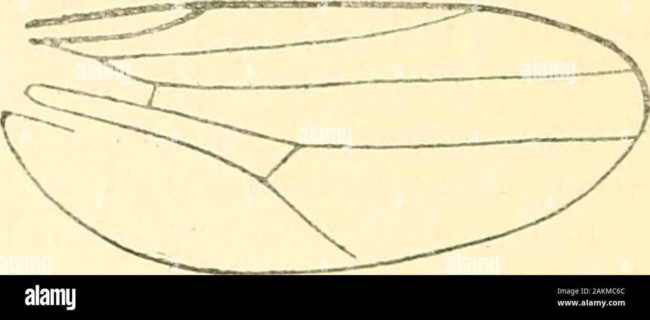 L'Annals and magazine of natural history ; zoologie, botanique et géologie . Lasioplcura zeylanica, x 22 Leo-s long, tous les jaunes, mais en général légèrement imprégnée sur tibise et tarsi. Abdomen noir brillant plutôt allongée, avec de longs cheveux noirs,en particulier sur les côtés. Taille 2| mm., les ailes un peu plus. Ceylan : Peradeniya (A. Rutherford). 390 M. C. G. Agneau le Chloropidse exotiques. Gampsogera, Schin. Gampsocera mutata, var. grandis, nov. L'accord entre ces échantillons et Beokersdescription (III. p. 134) et la figure de ce speciesis Formosane exact presque dans tous les détails de structure ; ils diff Banque D'Images