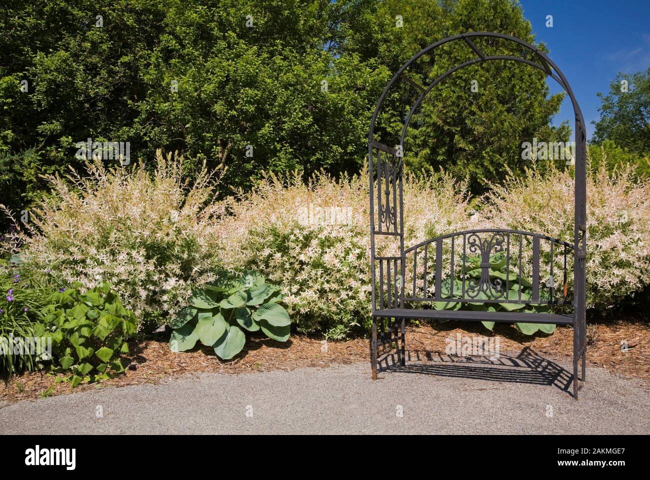 Le fer forgé metal arbour assis banc et frontière avec Hosta plantes et fleurs blanc Salix Integra 'Hakuro Nishiki - saules arbustes à la fin du printemps. Banque D'Images