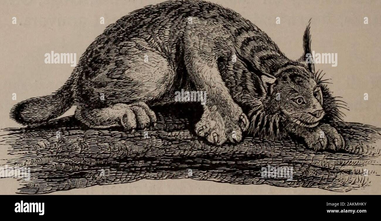 Histoire naturelle des animaux ; . Fig. 43 - Puma. tribu. Le puma est  trouvé à partir du Canada à la Patagonie;il est plus grand que le plus  grand chien, et s'attaque