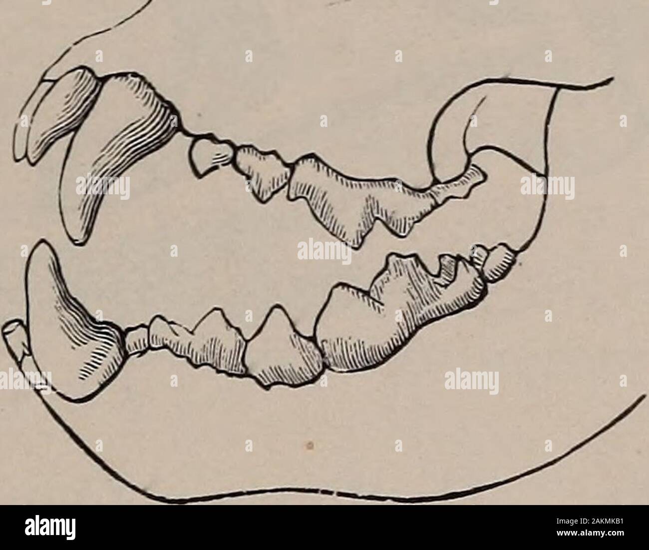 Histoire naturelle des animaux ; . se animaux ont des dents et des griffes très aiguisées, et qu'ils capturent et dévorent d'autres animaux pour l'alimentation. Chez les chats, l'arrière des dents, ou des molaires, ont des bords tranchants, et ceux dans les deux mâchoires arrêter par l'autre, comme les lames de ciseaux, et donc couper la chair en morceaux adaptés pour les avaler. Dans d'autres, comme les ours, les molaires sont équipés pour . .. , . , Fig. 42. - Les dents d'un mangeur de chair, broyage, et comme ne pas vivre exclusivement de chair. Les chats, des hyènes, des chiens, des civettes, des belettes, des ours, et les joints sont le chef des carnivores. Les chats. De tous les carnivores les chats ont l'k Banque D'Images