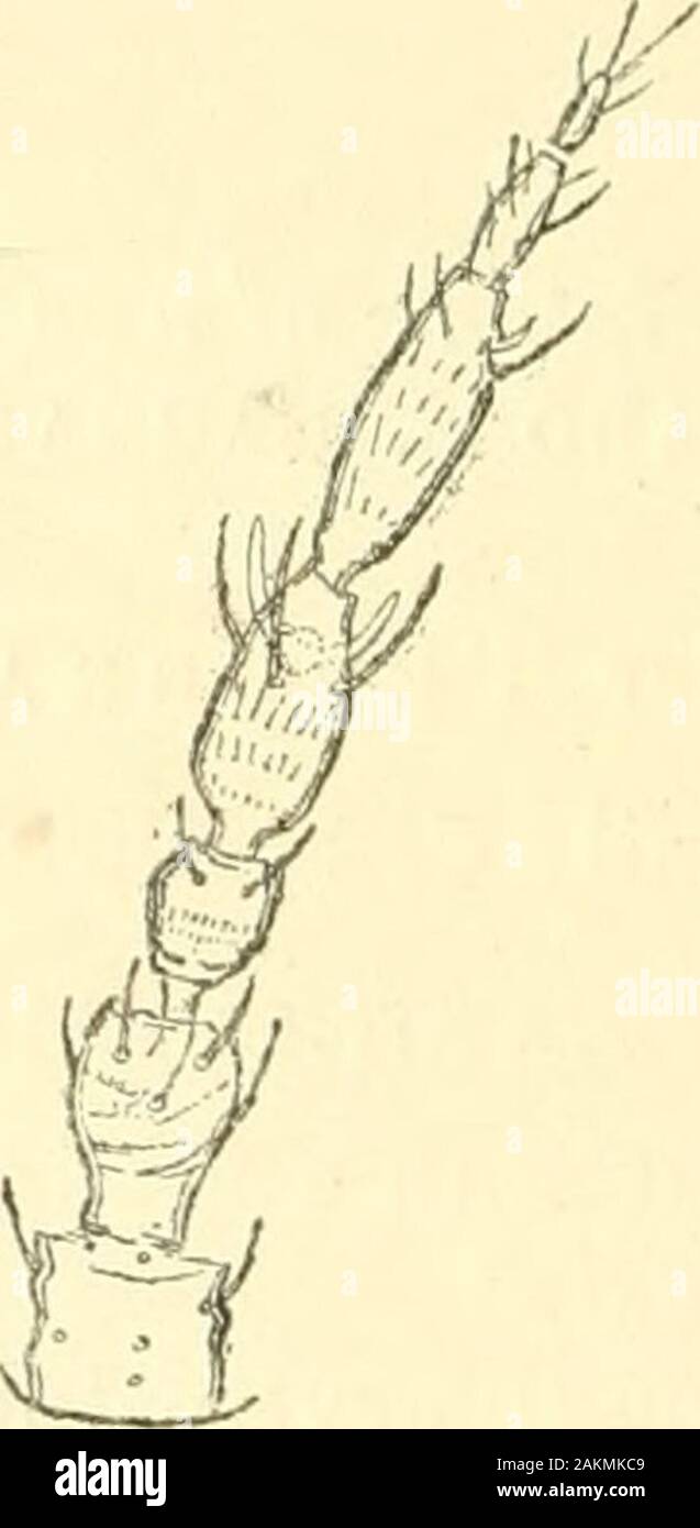 L'Annals and magazine of natural history ; zoologie, botanique et géologie . Couleur brun, y compris les ailes supérieures ; 3 withjoint antennes et extrême de bases 1 et 5 ; la lumière de l'avant et du tibia * Suite de Ann. & Moo-. Nat. Hist. ser. 8 vol., p. 112. xvii.Ann. & Mag. N. Engl. Ser. 9. Vol. i. 14 202 M. R. S. Bagnall sur nouveau Thysanoptera. nil tarses jaunâtres. Sauf pour les antennes, curieusement likePhysothrtps marshalU, Bagn. Transversale de la tête, environ 15 fois plus large que longue ; eyescoarsely avec parcimonie, à facettes pilose ocelles ; grand, réglez wellback ; antérieure sur ou au-dessus d'une ligne tirée à travers centrede ey Banque D'Images