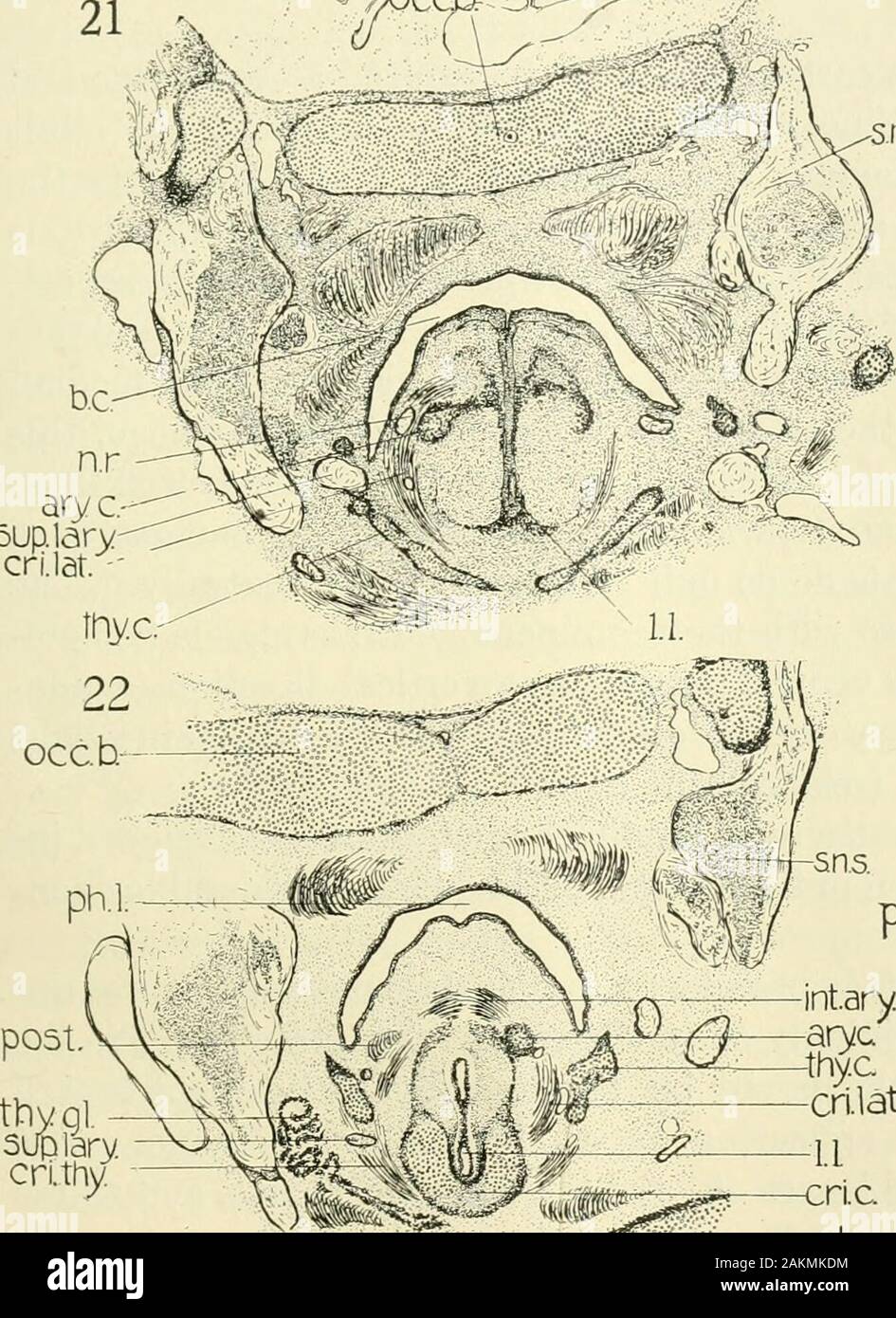 Le journal américain de l'anatomie comparée . Fig. 22 section frontale de l'embryon humain no 128 (19,5 mm.) musclesand Les cartilages du larynx. Fig. 23 section frontale de l'embryon humain no 128 (19,5 mm.) pour montrer, cricoidcartilage cricoarytaenoideus postérieur, et M. thyreoid glande. Fig. 24 Reconstruction graphique du cartilage cricoïde, vue postérieure, dans hmnanEmbryo no. 22 (20 mm.) 3, passage antérieur ; j.^ postérieur, Arch. Fig. 25 Reconstruction graphique du cartilage cricoïde, latéral veiw dans les droits de l'Em-bryo no. 22 (20 mm.). / Facette articulaire, pour thyreoid ; du cartilage articulaire, 2 facetfor arytaenoid le cartilage. Fig. 26 Sa Banque D'Images
