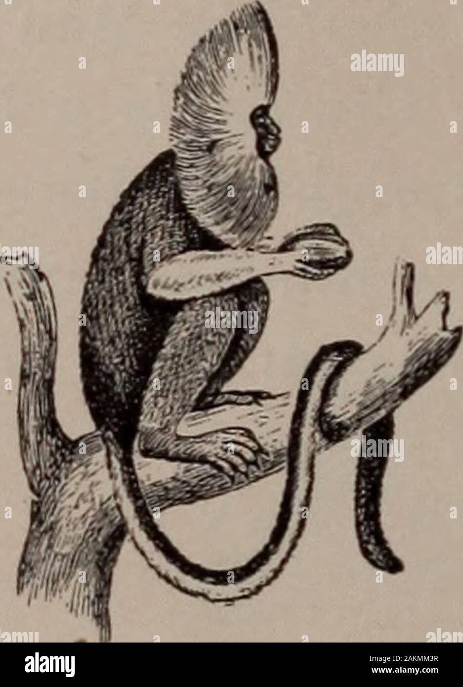 Histoire naturelle des animaux ; . Fig. 37- - Kahau. Fig. 38. - Singe-araignée. Kahau de l'Inde est d'environ la taille d'un gros chien, et isnamed à partir de ses propres cris. Les babouins, LES VERTÉBRÉS : mammifères souvent 26. appelé à tête de chien et de singes Mandrills, ont avery long museau, comme celle d'un chien, comme illustré. byFig 36. Ils sont courants en Afrique ; certains d themare très grand et féroce ; dans l'apparence qu'ils sont les plus moches de tous les singes. Le Singe-araignée de. Banque D'Images