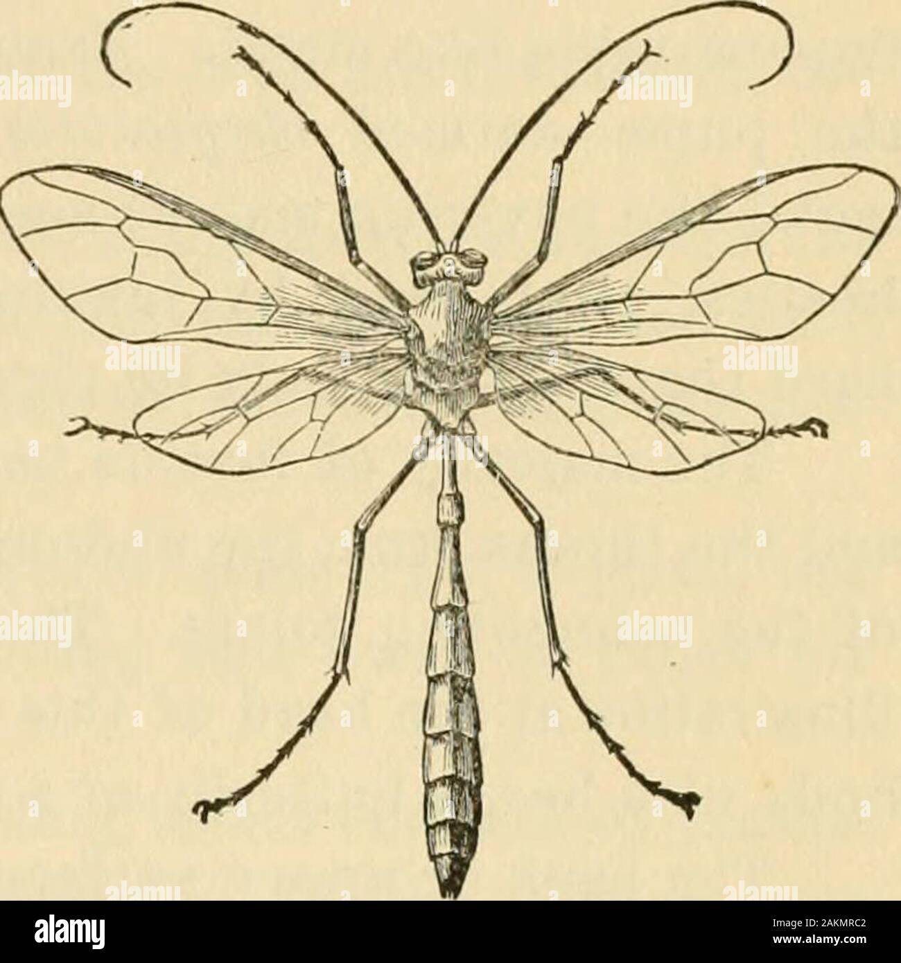 Contours d'entomologie . Résumé, en réponse à notre première question : Aninsect est un éloquent, présentant le squelette externe composé d'un certain nombre de sonneries ou les articulations, qui sont séparés en trois groupes distincts d'un toform tête, thorax et abdomen. Il a six pattes, et, dans itsperfect, l'état a deux ou quatre ailes, et est en outre caractérisé bychanges du formulaire et de l'habitude appelé métamorphoses. La science qui traite de la structure, des habitudes et classificationof JEntomology les insectes est appelé, un terme composé de deux wordswhich grec signifier un discours sur les insectes. A l'entomologie économique Banque D'Images