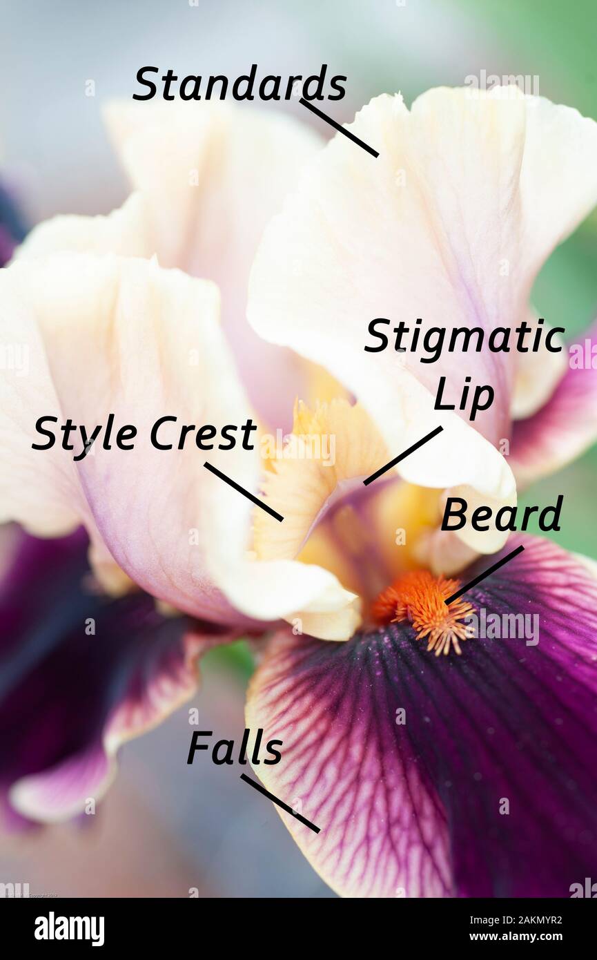 A Grand iris à barbe, marqué avec des noms anatomiques, d'une Iris germanica ou d'une fleur d'iris à barbe. Banque D'Images