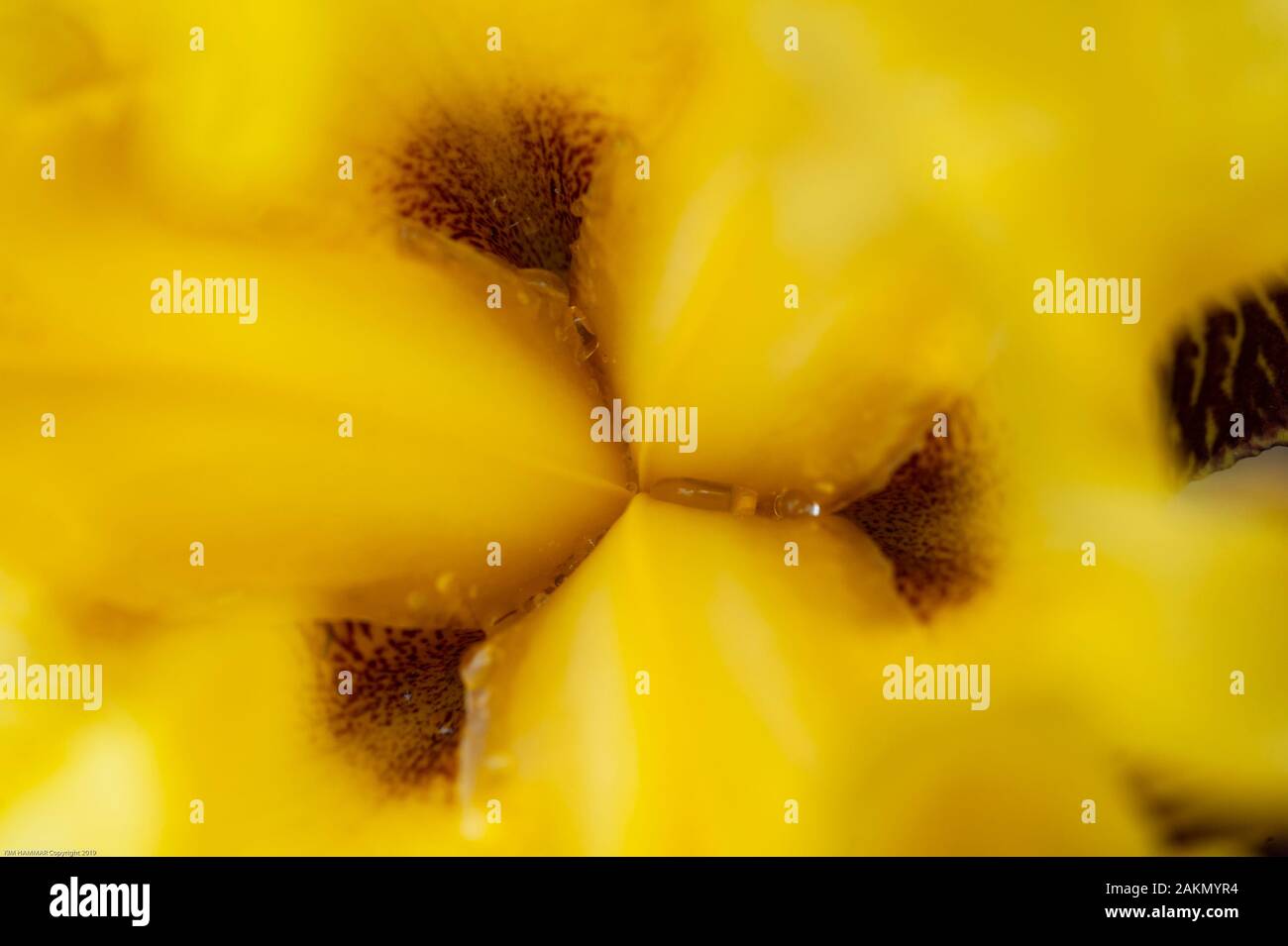 La côte se présente comme un résumé détaillé de cette vue de dessus, un appareil jaune iris . Banque D'Images
