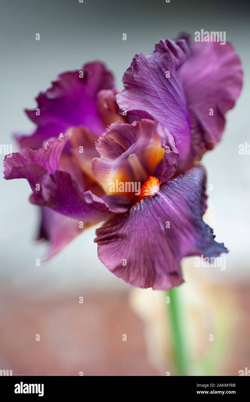 La tête de fleur violette sombre d'un iris à barbe Danielles Love Tall apparaît lacy et délicate tout en révélant les étamines et la barbe orange vive, ou fil. Banque D'Images