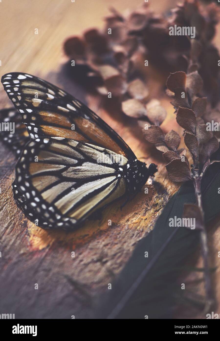 Scène de vie encore Vintage un papillon mort, plume et plante séchée enfoncé sur fond de bois de style rustique. Selective focus sur le corps de papillon. Natur Banque D'Images