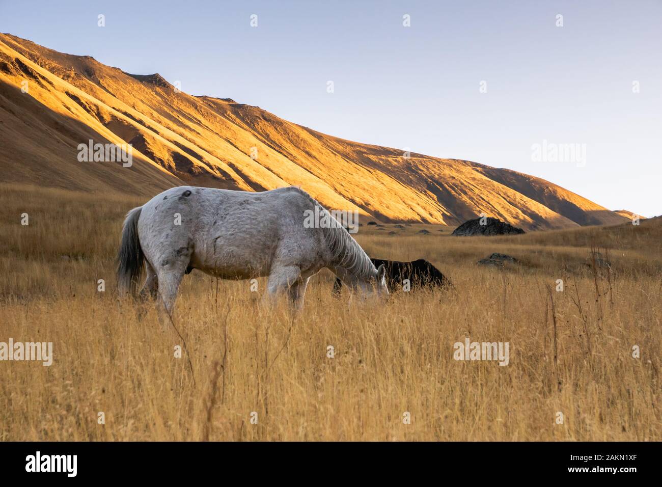 Cheval semi-feral gris / blanc pacage dans le champ au lever du soleil dans la région de montagne de Juta, Kazbegi, Géorgie. Banque D'Images