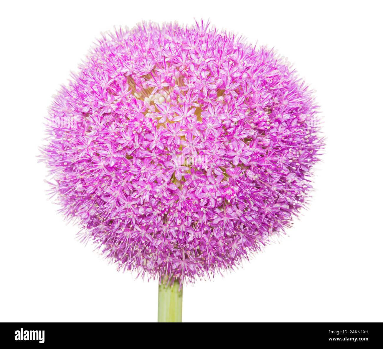 Oignon (Allium Giganteum géant) isoler fleurs sur fond blanc. Banque D'Images