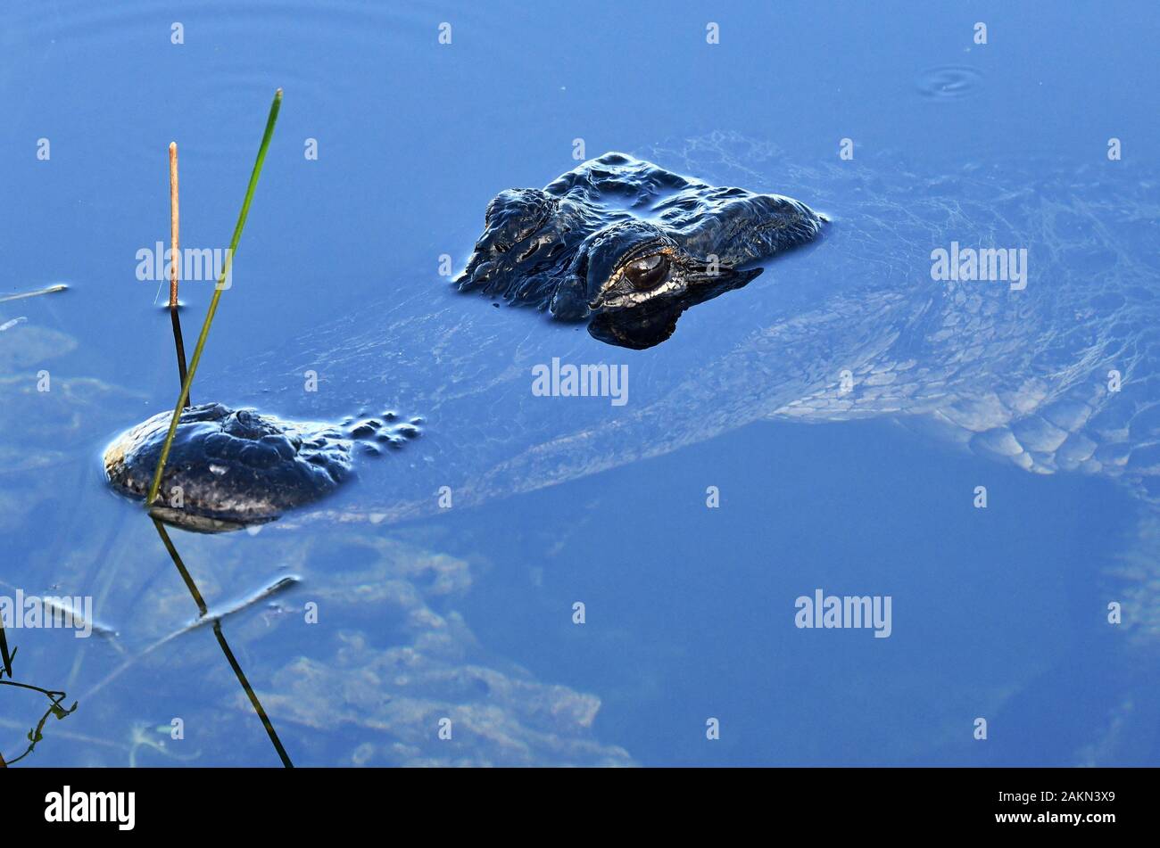 Alligator dans les Everglades, en Floride Banque D'Images