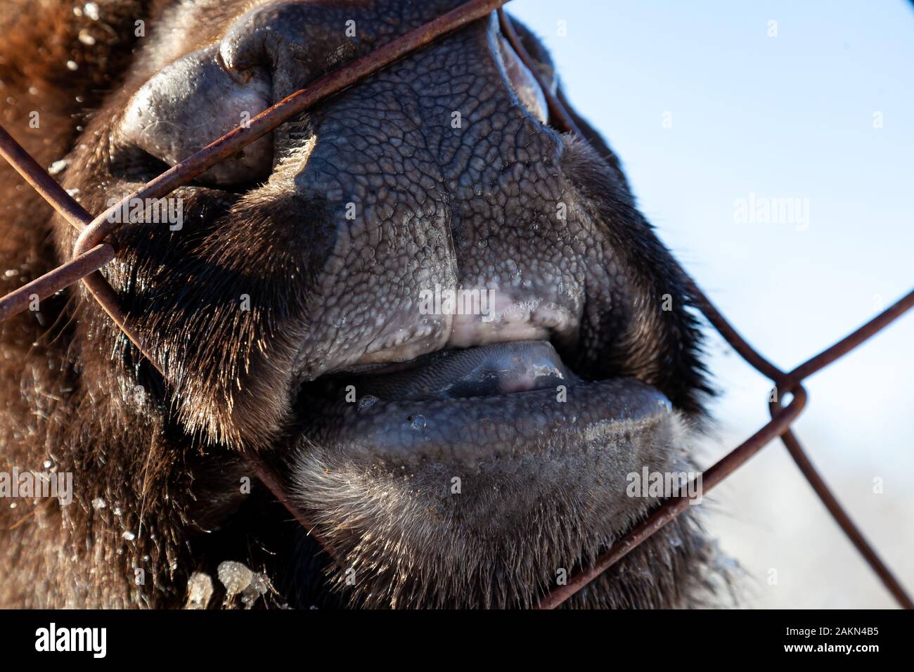 Vache enflée sous la machoire