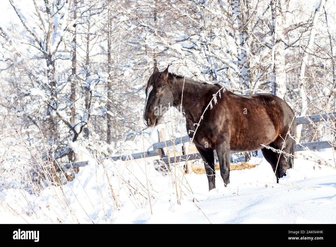 Un seul cheval noir se trouve dans les montagnes dans la neige en hiver avec ses yeux fermés et dort dans les arbres. Banque D'Images