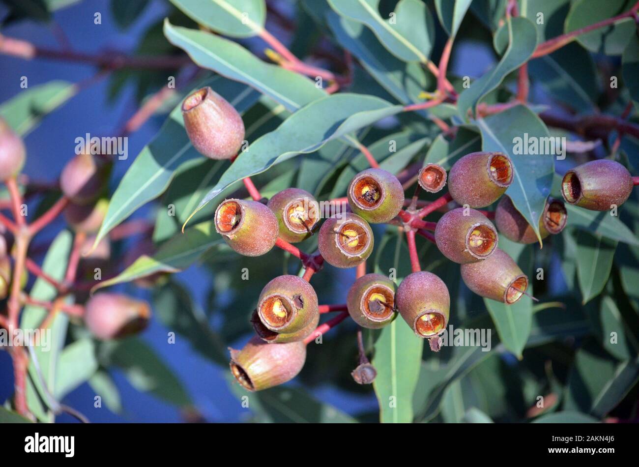 Bande de gros gumnuts sur une floraison rouge australienne gum tree, Corymbia ficifolia, de la famille des Myrtaceae. Endémique à la région de Albany WA Banque D'Images