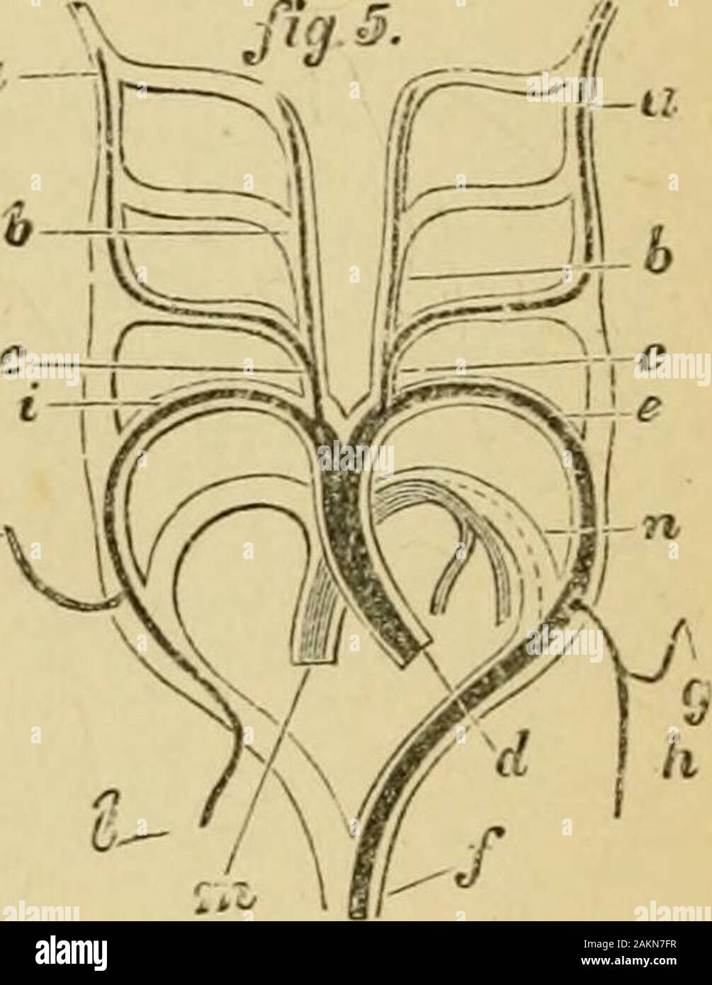 La grenouille rousse . c-- k. Fig. 87. Fig. 88. Fig. 85.-Diagramme représentant le aortc ; primitive arcs de Mammas-ropsidans et Saii (Rathkf- H. après). n, tronc commun, ou racine, de l'aorte ; /, b, les deux branches dans lesquelles elle divid- s, et qui dégagent les arches successives i, 2.3, 4 et 5, qui prennent fin en c, c, deux navires qui encore une fois s'unir pour former d, le de-scending ou nageoires dorsale, aorte. Fig. 86.-Diagramme représentant les navires et les arcs aortiques d'un lézard, avec thechanges induite sur la condition primitive (d'après H. Rathke. a, a, internalcarotids : b, b, carotides externes ; c, c, c jmmon Banque D'Images