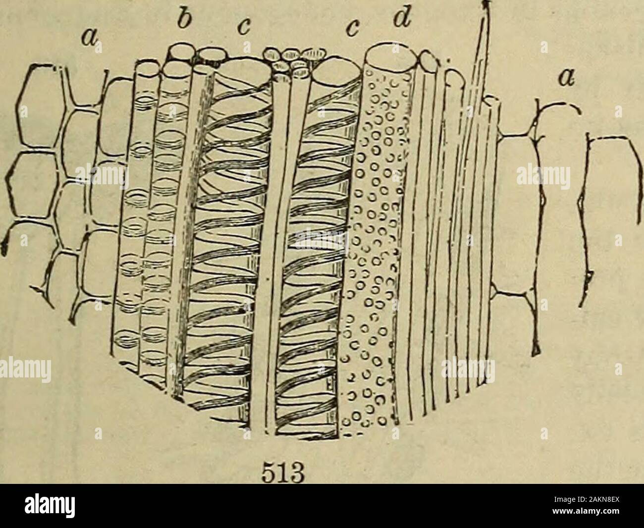 Le botaniste américain et fleuriste ; y compris les leçons de la structure, de la vie, et la croissance des plantes ; ainsi qu'une flore analytique simple, descriptif des plantes cultivées et indigènes poussant dans la division de l'Atlantique de l'union américaine . 512, bois de l'Érable, un rayons médullaires ; &, conduits;c, bois-cellules. Le système ligneux. 137 de l'écorce verte ? 414. Le tissu d'écorce brune ? Son varjing couleurs ? 415. Comment est itin le chêne-liège ? 416. Ce que les rayons médullaires ?-leur structure ?-tissu ? Afficher le grain d'argent à la fig. 509. Ce que leur service ? 418. Lorsque le cambium ? Il whatis ? ? 419. Pourquoi Banque D'Images