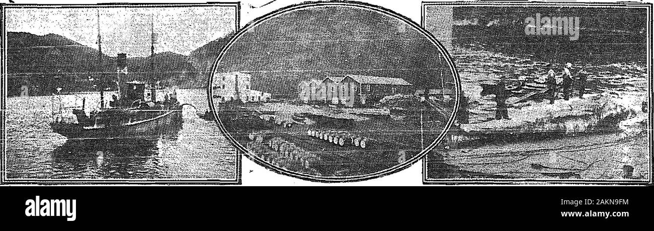 Le cri de guerre . Arrêt à la chasse à la masse. Un Whale-Oil Belleatn à l'usine. &M ?8SSS & T gagner une sur- €ffi ITa-ft pllse t0 de nombreux &lt;dit theW I ® Sphère) d'apprendre que Sjy * t§wbale threatenedSHSyBouS j l'est avec l'extinction précoce,mais ce n'est, toutefois, le cas;c'est, à moins que les diverses des gouvernements peut être induite à l'étape de l'abattage que andstay est maintenant rendez-iing ;,sur. Tout à fait un certain nombre de zoolog iskristes, et de gouvernement, d'experts en bothihirope voicedHie maintenant et l'Amérique ont estimé que quelque chose devrait bedone, et fait sans délai. Dans areejyrt YorkZoological réunion de la nouvelle société Banque D'Images