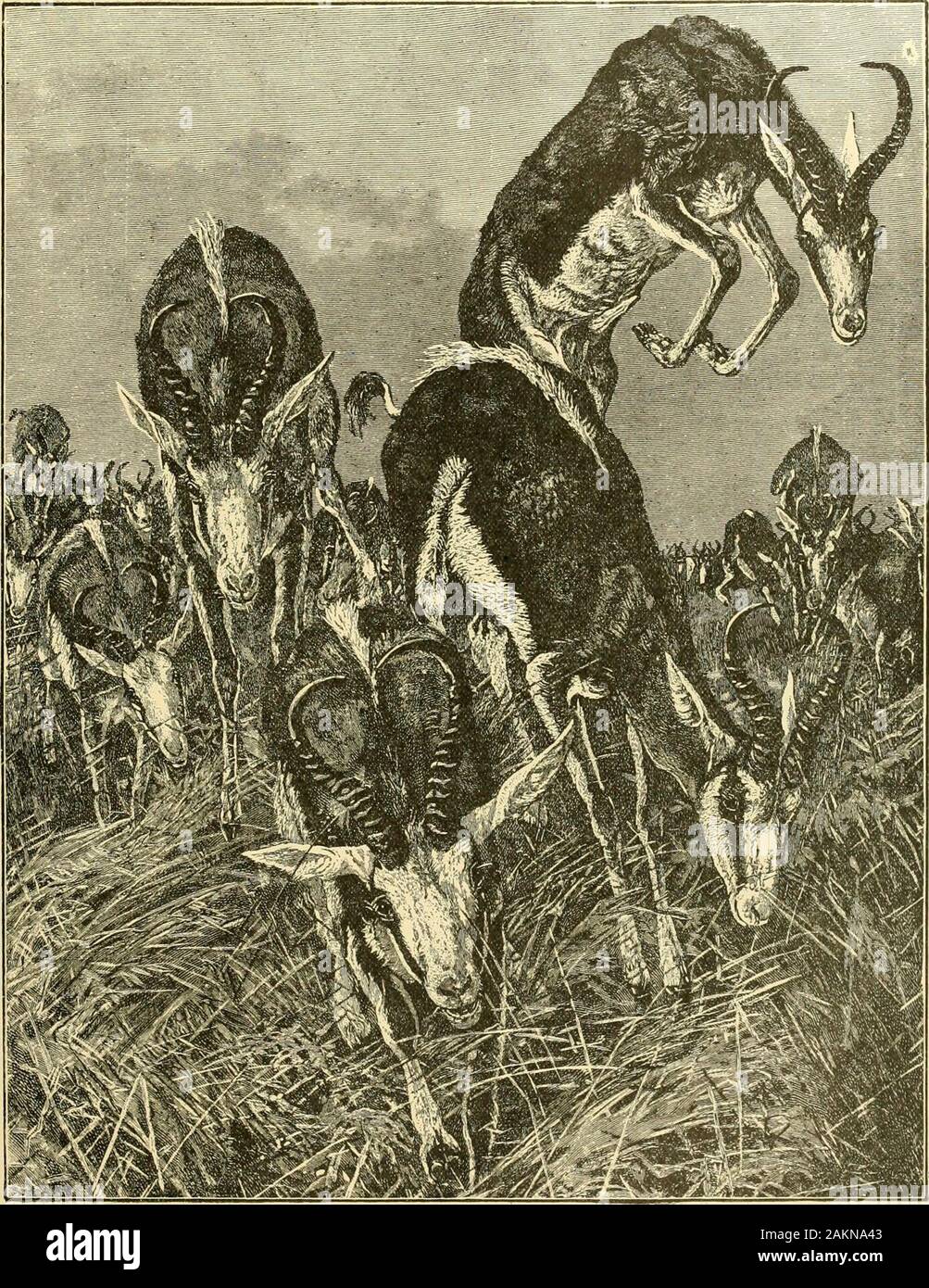 Histoires de chasse et de piégeage ; un livre pour les garçons . ke un long trajet qui suit la forme d'une demi-lune, de manière à le tenir tête oH, f poLibl ° Après un long galop soudain dans la partie sig- t .^ e valley Les chasseurs puis a vu un spectacle qu'ils ne sont jamais susceptibles d'oublier. r loin que l'oeil pourrait atteindre la terre semblait un mois^ ?lng masse d'animaux. L'option -aichmem habitués à estimer le nombre de moutons, o dans l'arge h ? B gin est de demander à chaque autre combien de Spring Boks pourrait être vu. Quand ils avaient tous regardé de près ils ont convenu qu'il doit y avoir eu près d'un million d'animaux en hah si ;^ht. , , -U tu^ Banque D'Images