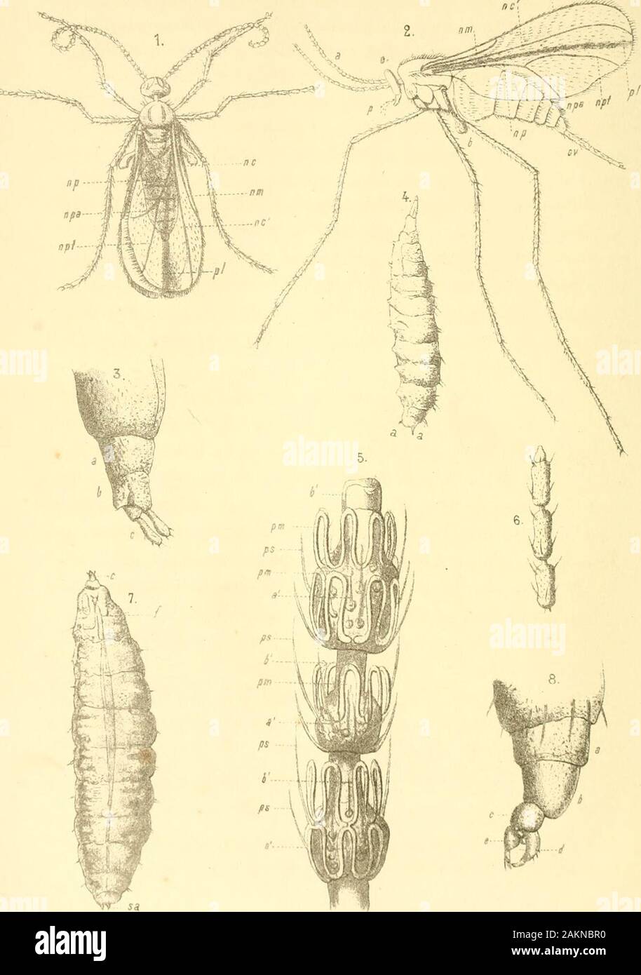 Bulletin de la Società entomologica italiana . ervare Malchinus riferibile onu essere, alseguente Maltinidi perciò gruppo dei. Tanto une classificavofra m che erroneamente lo le Absidia, Quanto al Baudi che giustamente lo par determinava onu 3ial-chinus, parve di vedere una nuova espèce, il conservammo specificodi cui nome Majori Pie. 10 intendo con questa breve nota di richiamare dottoautore lattenzione del su di un Coleottero che une piìi me tape meriti una lunga e completaillustrazione. Egli potrà chiarire ogni dubbio, sia confermando je sospetti e delBaudi confutandoli miei, sia, con beneficio Banque D'Images