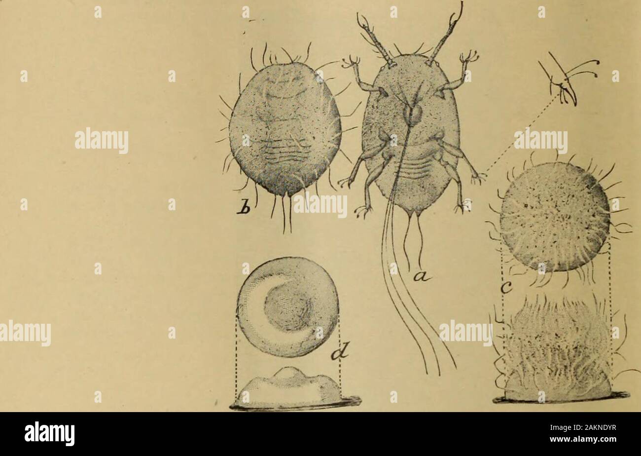 Les insectes ravageurs et maladies des plantes, remèdes contenant des suggestions et recommandé pour adoption par les agriculteurs, producteurs de fruits, et les jardiniers de l'provincePrepared sous la supervision et l'autorité de la Commission provinciale de l'horticulture. . E d'insectes,et ceci indique à l'un ne connaissent pas leur apparence l'existence de la vie l'insectsbeneath couverture écailleuse. La plupart des barèmes ne dépassent pas un seizième de pouce de diamètre, mais quelques whereonly sont découverts, ils deviennent plus importants, et les femelles peuvent atteindre un huitième de pouce. Sur les jeunes pousses et des feuilles où les balances ne sont pas si Banque D'Images