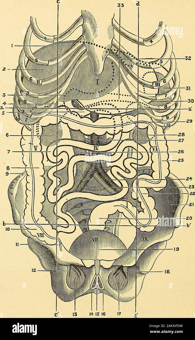 Chirurgie abdominale . foramen de Winslow. Dans theanterior edge du foramen nous trouver : l'artère hépatique en face ; la fibrose hépatique et conduits, et l'origine de l'ductuscholedochus, au milieu ; la veine porte derrière le branchesof le grand sympathique, et la fin de la droite.vagus derrière l'estomac nous avons les deuxième et troisième portions du duodénum, le pancréas, l'axe de la maladie cœliaque et de ses branches, l'artère mésentérique supérieure entouré par les glandes lymphatiques, et le plexus solaire ; et derrière tous, l'aorte et la veine cave inférieure, en appui sur la colonne vertébrale. Hypochondriaque droite (II.) Chef Banque D'Images