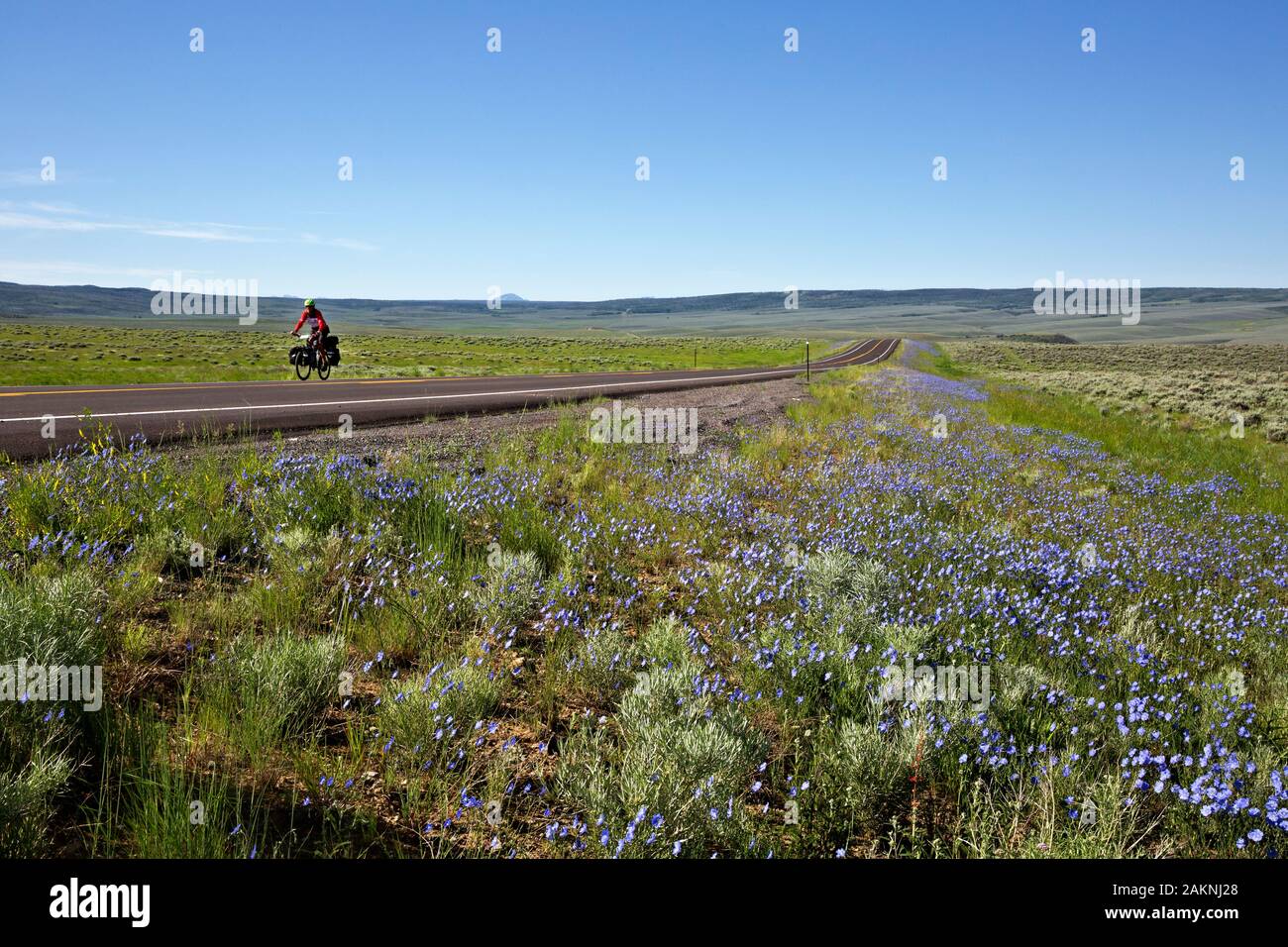 WY03921-00...WYOMING - fleurs sauvages le long du bord de route 401 sud de Rawlins sur le Great Divide Mountain Bike Route. Banque D'Images