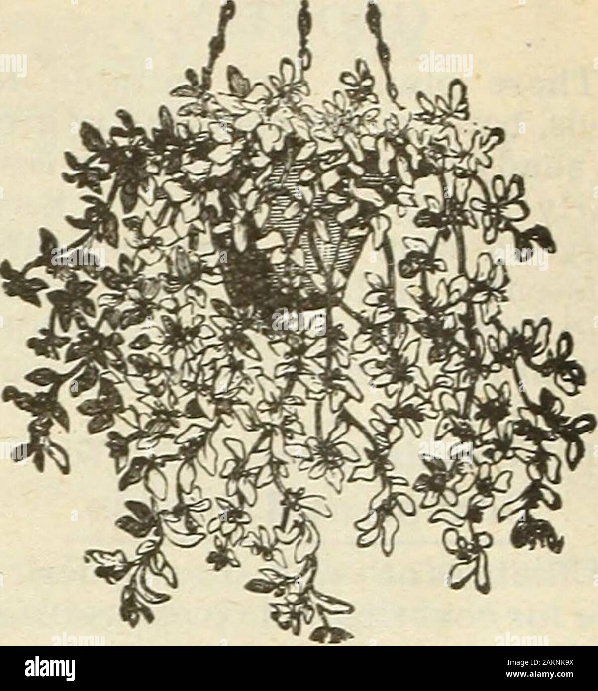 Fleur de jardin et grandes cultures 1902 . 9. Speciosa* ; bleu vif pour suspendre !paniers ou vases. Pkt., 5ch. • COMPRCT ZKRIETIES* 3tf de quatre à six pouces. 2812. Barnards perpétuel. Tout d'abord envoyé une outby noté English producteur de semences. Le flowersire des plus brillants bleu outremer,très marquée d'une tache d'un blanc pur, atbase de chacune des deux pétales inférieurs. - Pkt., 10c. 2808. Crystal Palace Compacta. Deep blue.magnifique butteuse. Pkt., 5ch. - 2807. L'empereur Guillaume* Light blue ; pkt.,5c. LOBELIA VIVACES. 2819. La reine Victoria. Fleurs écarlate foncé;feuilles foncé ; très voyantes ; trois pieds. Pkt., 10c.2814. L Banque D'Images