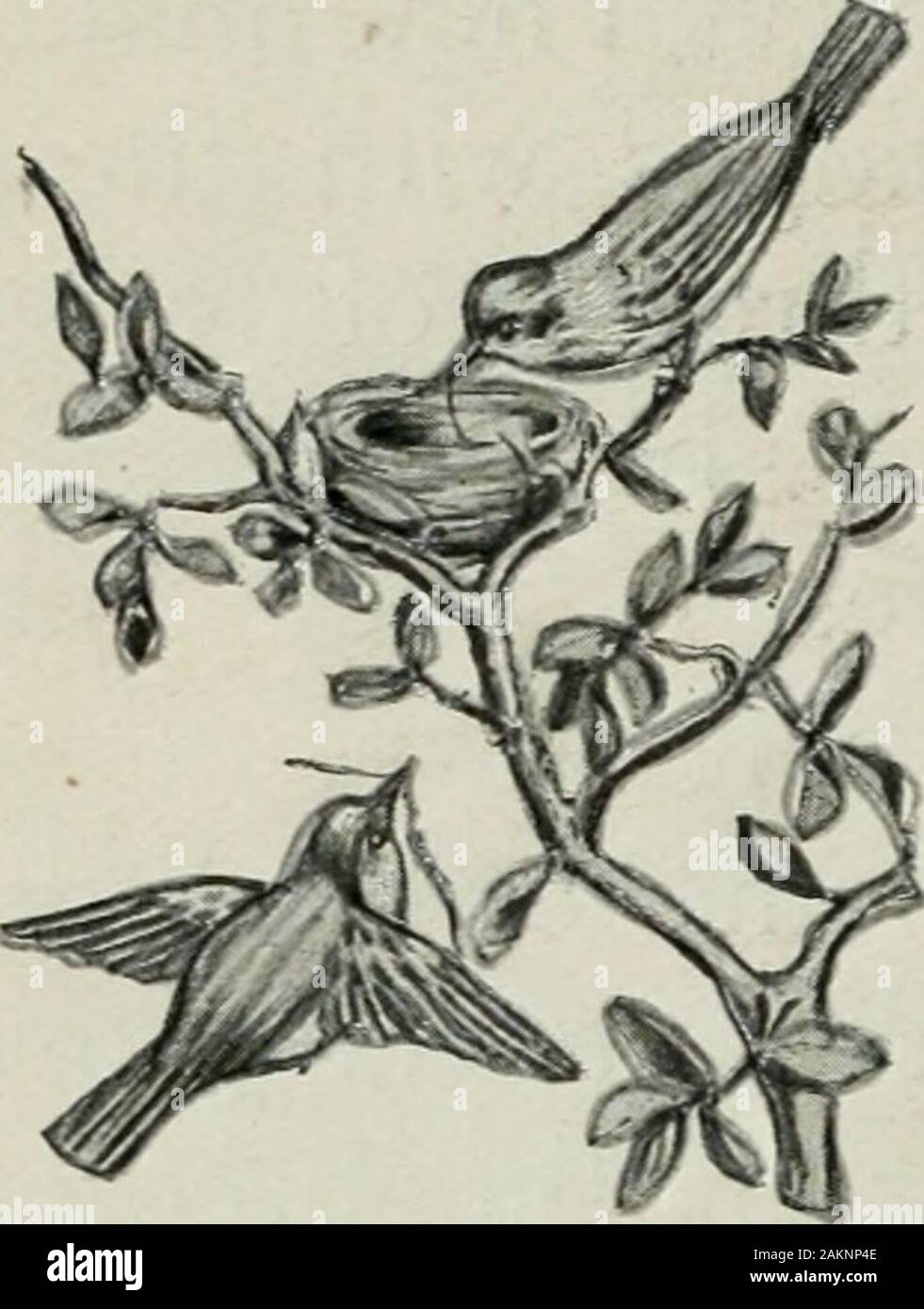 Primer Partie Ii Les Singes Jamais Knowthe Nid Est Il Y Balancant Dans La Brise La Maman Oiseau Est Assis Sur Deux Whiteeggs Wee Et Le Papa Oiseau Chante A Son Tout Alors Que