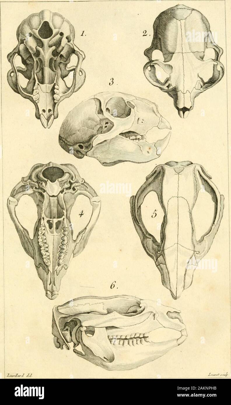 Le règne animal distribué d'après son organisation : pour servir de base a l'histoire naturelle des animaux et d'introduction a l'anatomie comparée .  ?-. ./.R(t;rtinJ(ui/&lt;j&lt ;/o./.p. j / o. z.Le Vùon.1.p. 100. 3.La Loutreâ interujue.,, 1.p. 1S1, j Le Loup rouyc, L.P. 204,. S. Ze tla Lun, FI IL. i.II&lt;u/I/71 F///ttu/&lt;r .i. 2. 3. L-Aye - +li/c . L. p. 20J ,4. S. S. L& PhcL-/- fi. m. Banque D'Images
