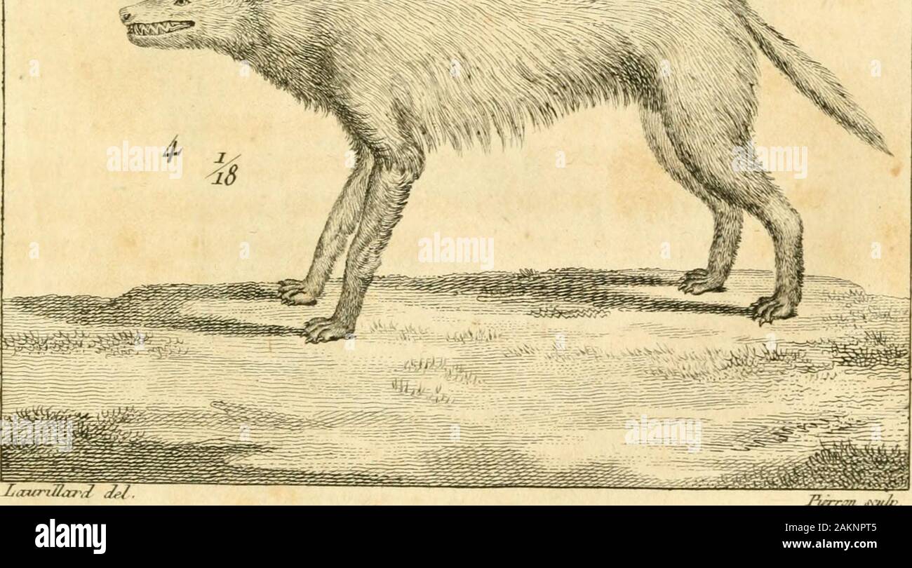 Le règne animal distribué d'après son organisation : pour servir de base a l'histoire naturelle des animaux et d'introduction a l'anatomie comparée . yMmiÊÊÊÊ« mm,.  ?-. ./.R(t;rtinJ(ui/&lt;j&lt ;/o./.p. j / o. z.Le Vùon.1.p. 100. 3.La Loutreâ interujue.,, 1.p. 1S1, j Le Loup rouyc, L.P. 204,. S. Ze tla Lun, IL FI Banque D'Images