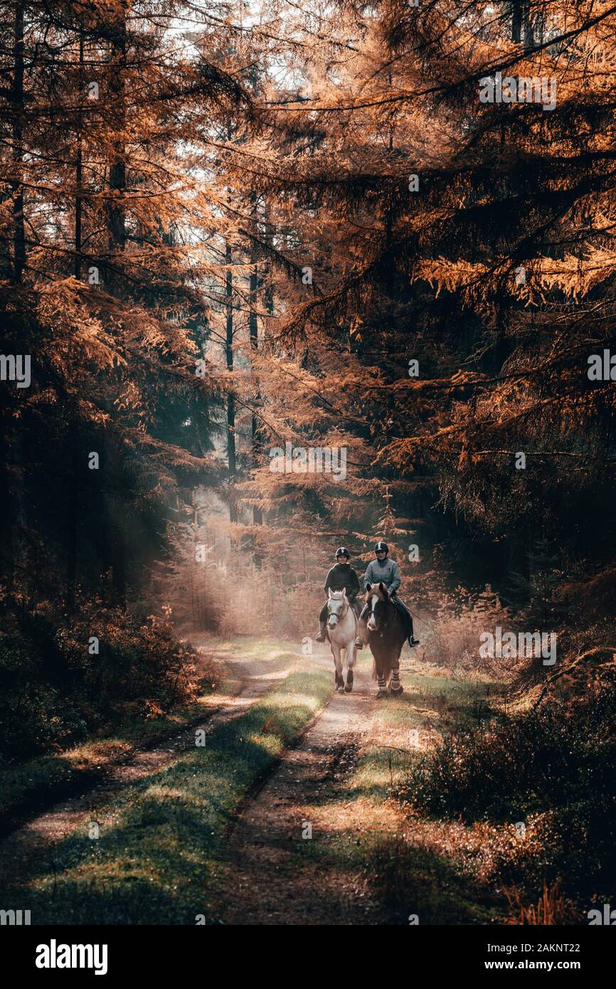 Luneberg, France - Nov 10, 2019 : Deux esquestrians monter à cheval dans les forêts de l'automne avec woodand Heide lumière dorée plane sur eux Banque D'Images