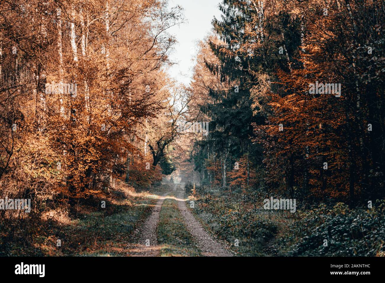 Sentier de brouillard à l'intérieur de forêts de pins avec automne automne feuillage coloré dans la matinée à Luneberg Heide lande Banque D'Images
