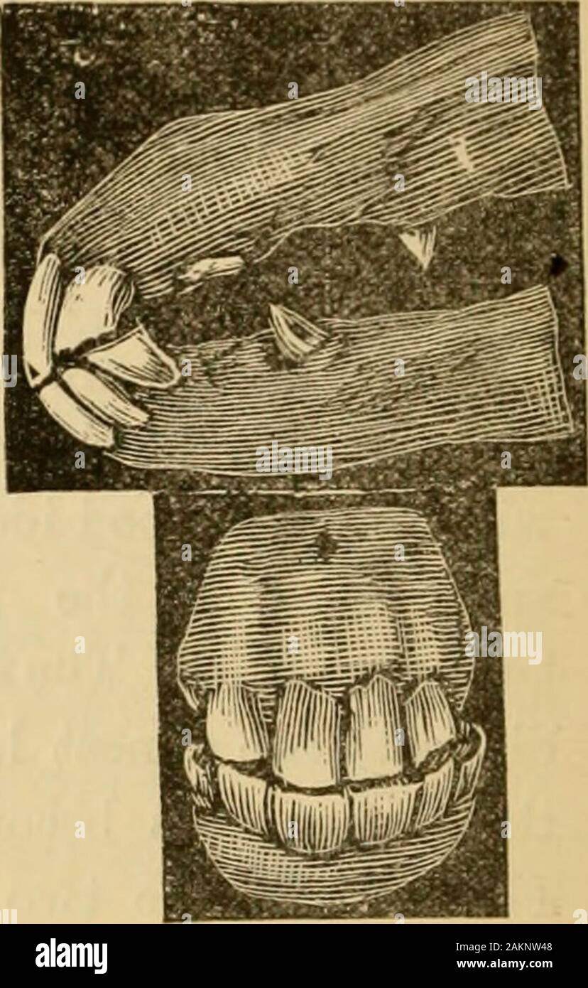 L'art d'apprivoiser et d'éduquer le cheval : avec des détails de la gestion dans la sujétion des représentant plus de quarante chevaux vicieux, et l'histoire de l'expérience personnelle de l'auteur : et les chapitres sur l'alimentation, stabulation, raquettes, et les modalités pratiques de traitement pour maladie, boiterie, etc : avec un grand nombre de recettes . ¥ic.. 315.-à 4 à 4 ans Vf. IlG. ;U0.-à 4 ans. les gencives, Avhile Avillbe ceux du coin di-minished en largeur, usés, et themark deviennent petites et légères. À quatre ans, le centre de nippers s efully l&155;mise au point ; le bord tranchant somewhatworn oft, et la mar Banque D'Images