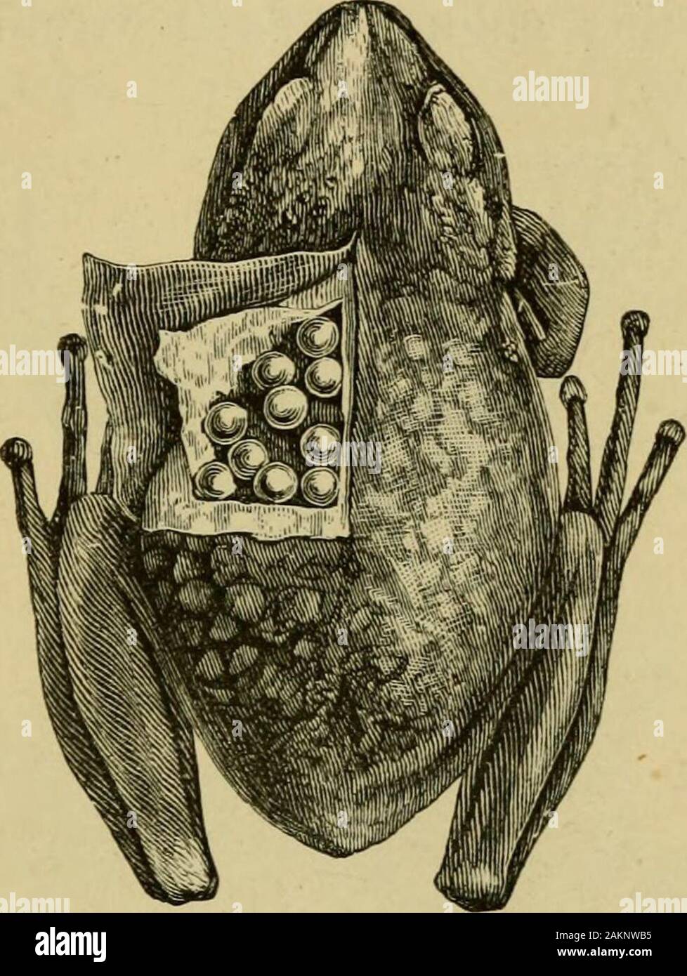 La grenouille rousse . (Au moins pendant la journée) jusqu'à la période lorsque les jeunes sont prêts à quitter le^ ^g. Heseeks ensuite l'eau, dans laquelle il n'a pas plongé manyminutes quand le jeune éclata et nager,et lui, ayant lui-même le remainsof débarrassés de l'ova, reprend son apparence normale. Certaines grenouilles (formant un groupe très nombreux) aretermed Tree-Frogs, de leur adaptation à l'arboreallife au moyen de la dilatation de l'embout de succion dans thedigits disques, par lequel ils peuvent adhereto feuilles. L'un d'entre eux, la commune de green (yHyla Tree-Frog arborea), s'étend sur l'Europe, l'Asie,et Banque D'Images