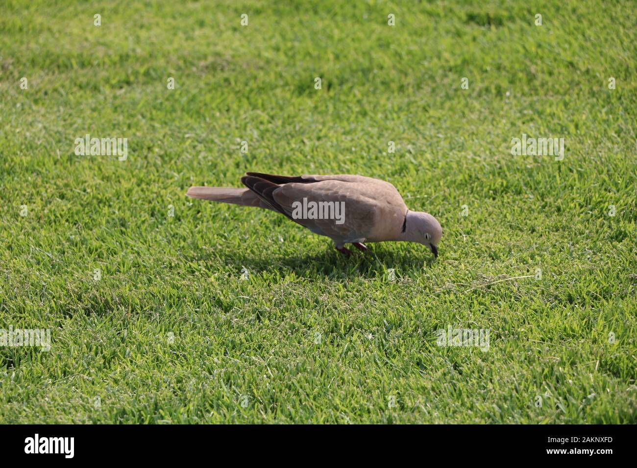 Dove Baird sur l'herbe manger et marcher , la vie matin Banque D'Images