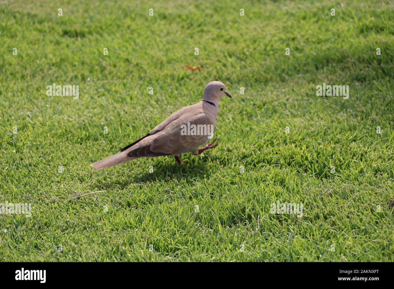 Dove Baird sur l'herbe manger et marcher , la vie matin Banque D'Images