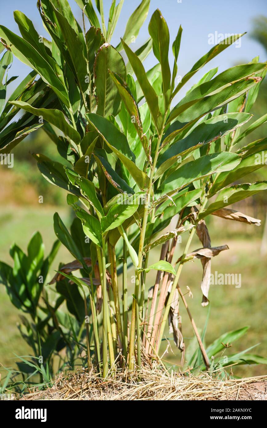 Galangal plant Banque de photographies et d’images à haute résolution ...