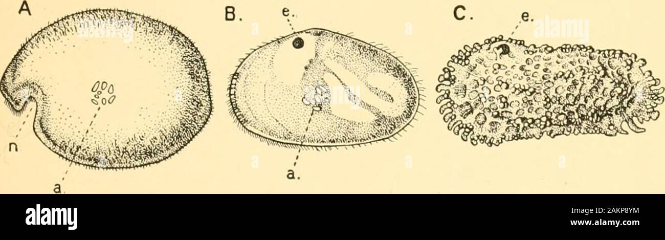 Guide pour les crustacés, les arachnides, Onychophora et Myriopoda ont présenté au Département de zoologie, British Museum (Natural History) .. . D'autres crustacés, comme il n'y a, au plus, onlytwo paires de tronc et membres inférieurs à ceux appartenant à la région. La carapace forme une coquille bivalve enclosingthe complètement corps et les membres. Il y a une grande, et souvent pour les jambes, comme le palpe maxillaire inférieur. Les antennules et antennes sont utilisées pour des tranches d'-ing ou la natation. Ostracodes, Copepoda. 29 Les ostracodes (Fig. 10) sont pour la plupart très caseminute-Table d'animaux, et qu'un ou deux des grandes espèces peuvent Banque D'Images