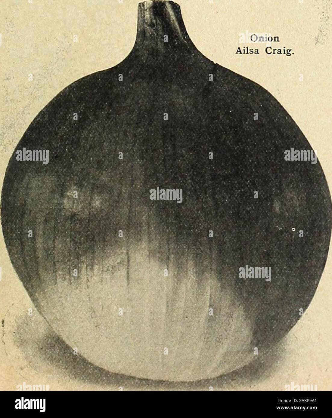 Farquhar's garden : annuel 1918 . L'opération est impossible à moins que le sol est très riche et bien tenues. Utilisation de fumier bien décomposé librement, et d'obtenir la récolte dans le plus tôt possible inSpring, même si le temps est froid et désagréable. Semer dans un pied en dehors des exercices et couvrent environ un tiers de pouce, marcher ou rouler après le semis de manière à ce que le sex, atmosphère sèche peut ne pas détruire la germination des semences. Lorsque trois pouces de haut, mince à deux pouces à part. Remuer le sol librement sans perturber le youngplants et garder à l'abri de mauvaises herbes. 0"e once de semences à 100 pieds de percer ; -i de o livres l'acre. Farquhars Banque D'Images