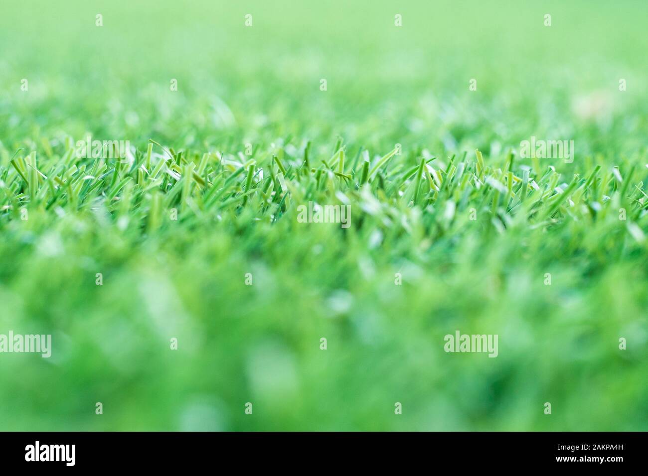 L'herbe verte.. texture de fond de l'herbe verte de source fraîche. Banque D'Images