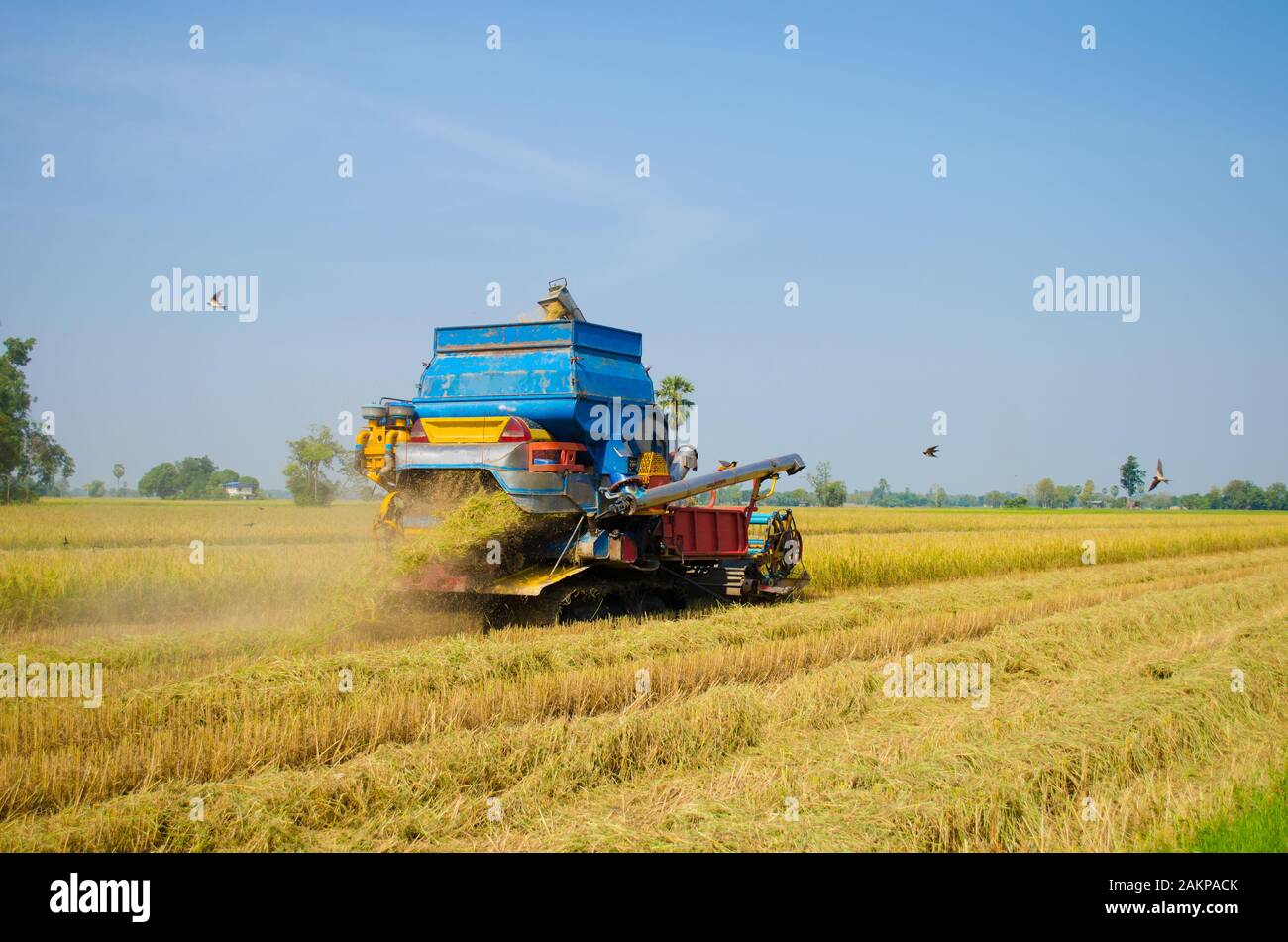 machine à riz sur travail dans les rizières Banque D'Images