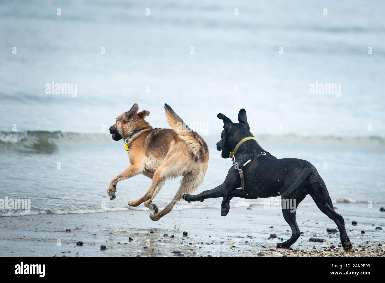 Deux chiens chassant les uns les autres sur la plage en été Banque D'Images