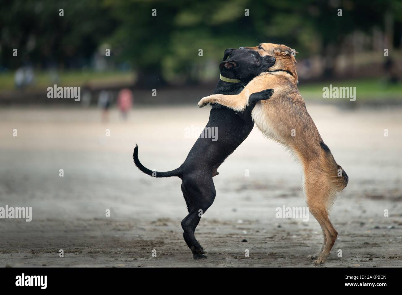 Les meilleurs amis - deux chiens s'embrassent sur la plage Banque D'Images