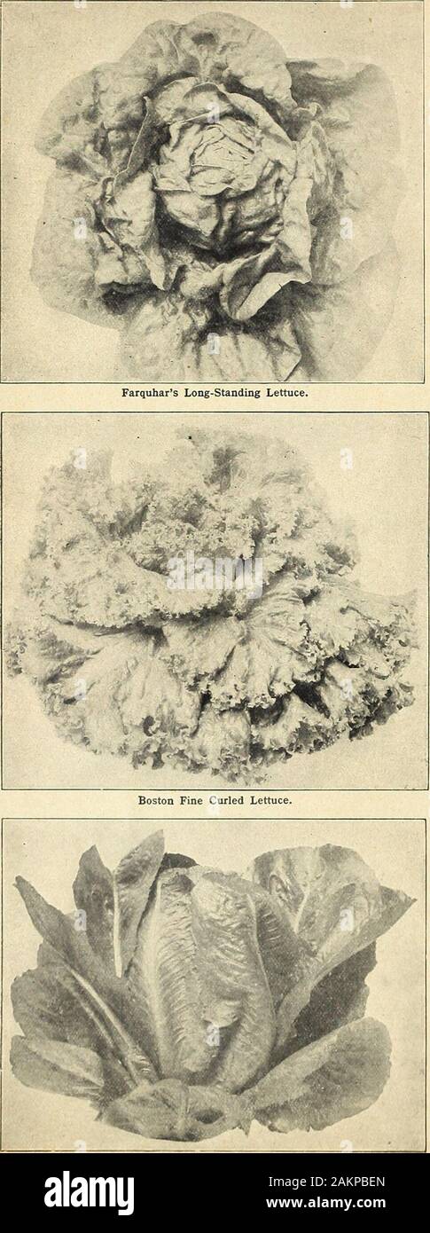 Farquhar's garden : annuel 1918 . Farquhars Poireau Musselburgh. 22 R. et J. FARQUHAR & Co., Boston. Les graines de légumes.. Exprimer Cos la laitue. JLEliULli. Lechuga, (sp.) Laitue se développe mieux dans un léger, très riche, un sol humide. Pour la première culture ingentle semer en février, la chaleur et la transplantation de 10 pouces à part. Pour une alimentation d'été,planter dans les 18 pouces, exercices et de transplantation ou minces, leavinga pied entre les plantes. Les semis peuvent être effectués d'avril à la fin août.Une once d'giies plaTils 4 000 graines environ. Tête de chou variétés. Roston forçant Tennisball ; White-Seeded. Formes fin Banque D'Images