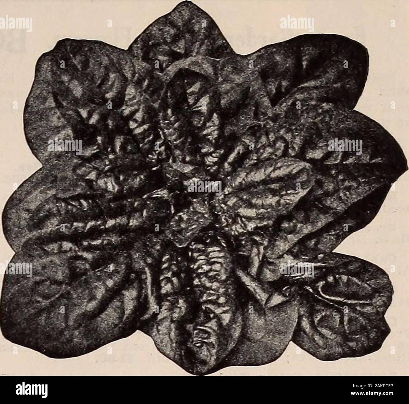 Livingston's guide de plantation en automne : bulbes graines de pivoines phloxes etc . te liste des semences de légumes,avec pleine pièce appropriée, est envoyée par la poste gratuitement sur demande. nttPOBTANT-Les prix indiqués sont par la poste, services postpayés. Si byexpress envoyé ou le fret, les frais de paiement du client, les frais de port peuvent bededucted au taux de 8c. la livre ou pinte et 15c. par pinte.Special prix indiqués sur de grandes quantités. ASFABAGUSBoots Beady en novembre par la poste, postpaidDoz. 100 Colossal Conovers 30c $115 blanc mammouth colombien. . 35c 125 Début Argenteuil 35c 125 35c 125 Palmetto 50 au taux de 100, 500 au taux de 1000. Spec Banque D'Images