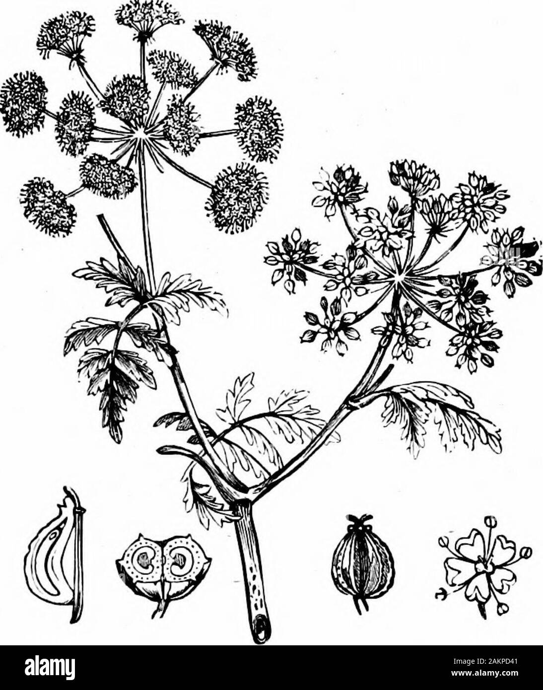 Accidents et urgences ; un manuel sur le traitement des urgences médicales et chirurgicales en l'absence d'un médecin . Digitalis. Belladone (Atropa belladonna) pousse trois ou fourfeet élevée, a de grandes feuilles vert foncé, a souligné sur downystems avec de plus en plus, retombant en forme de cloche, fleurs et petits fruits bleu-noir(une fois mûrs), marqués par un profond sillon. (Fig. 32.) Persil (^Ethusa imbéciles cynapium) se développe sur deux pieds de haut,dans la masse des déchets, et ressemble à quelque chose comme le persil ordinaire DESCRIPTION ou plantes toxiques 109 (Apium petroselinuin), mais il a une odeur désagréable. Son leavesare un composé Banque D'Images